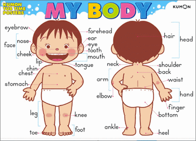 CBM CEIP PINTOR PEDRO CANO: 'Learn Body Parts ' (Parts Of The Body ...