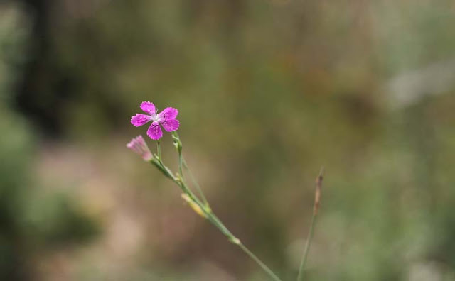 Deptford Pink Flowers Pictures