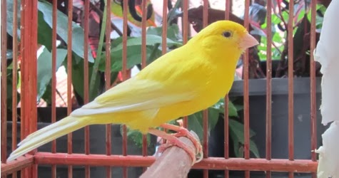 Budidaya Burung: DIJUAL KENARI TAIWAN DI JAKARTA SELATAN 