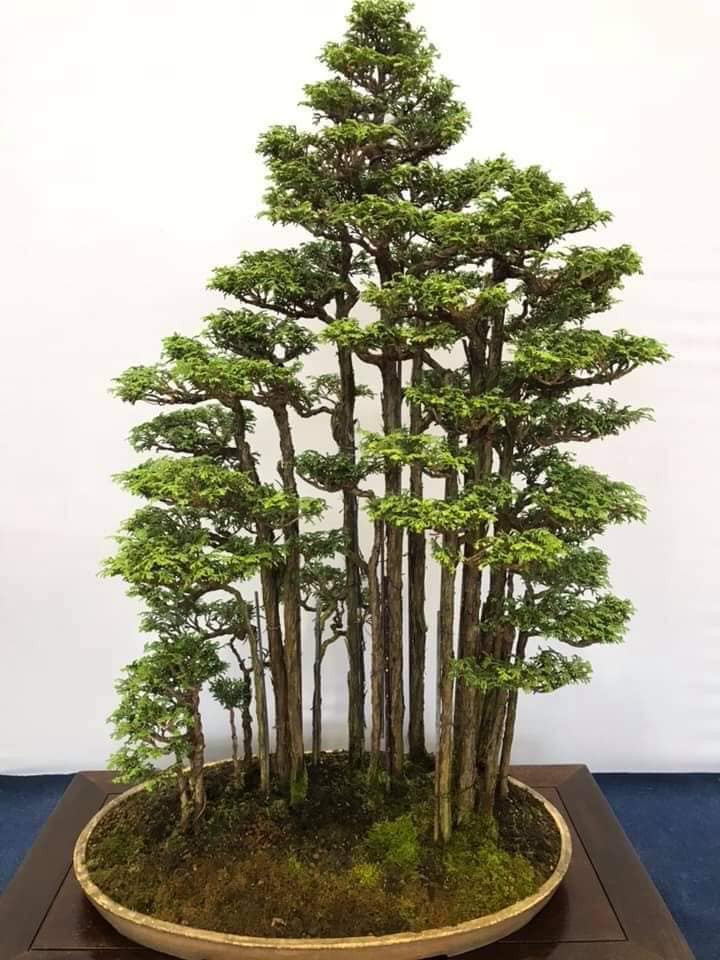 Bonsai Gaya Hutan (forest style)