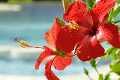 7 Resep Flora Obat Untuk Bronkitis