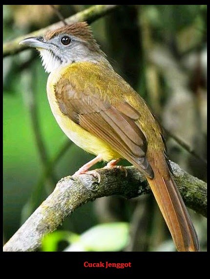 Burung iCucaki iJenggoti Burung iCucaki iJenggoti