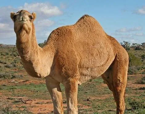 Deve (Camel) Özellikleri