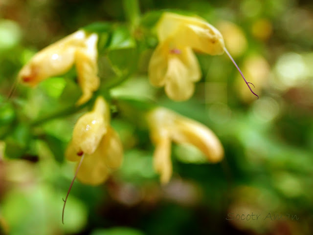 Salvia nipponica