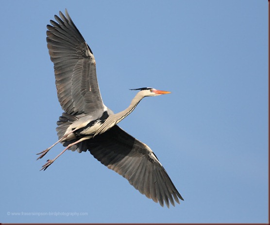 greyheron310109b