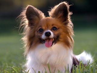 Papillon Dogs Pictures