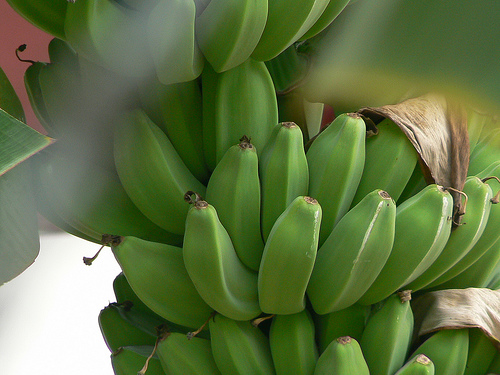 Anda Makan Pisang Tapi Pisang Apa Yang Anda Makan Jom 