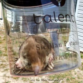 Eastern Mole in a Talenti Jar