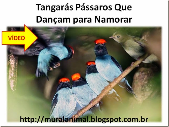 Tangarás Pássaros Que