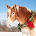 British Horse Society - A Horse is For Life, Not Just Christmas