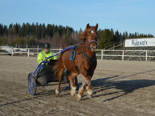 Täydellinen hevonen