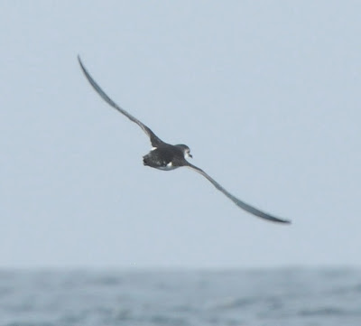 Little Shearwater (Puffinus assimilis)