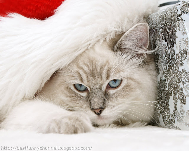 Very nice Christmas cat. 