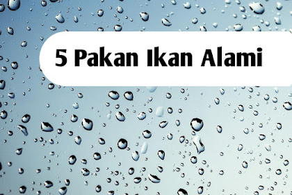 Berikut 5 Pakan Ikan Alami yang Mudah di Cari