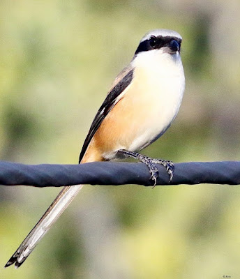 "Long-tailed Shrike - Lanius schach, perched on a cable."