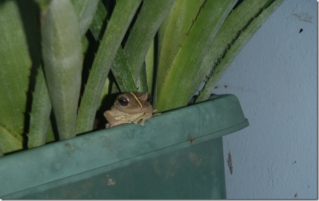 028u coqui