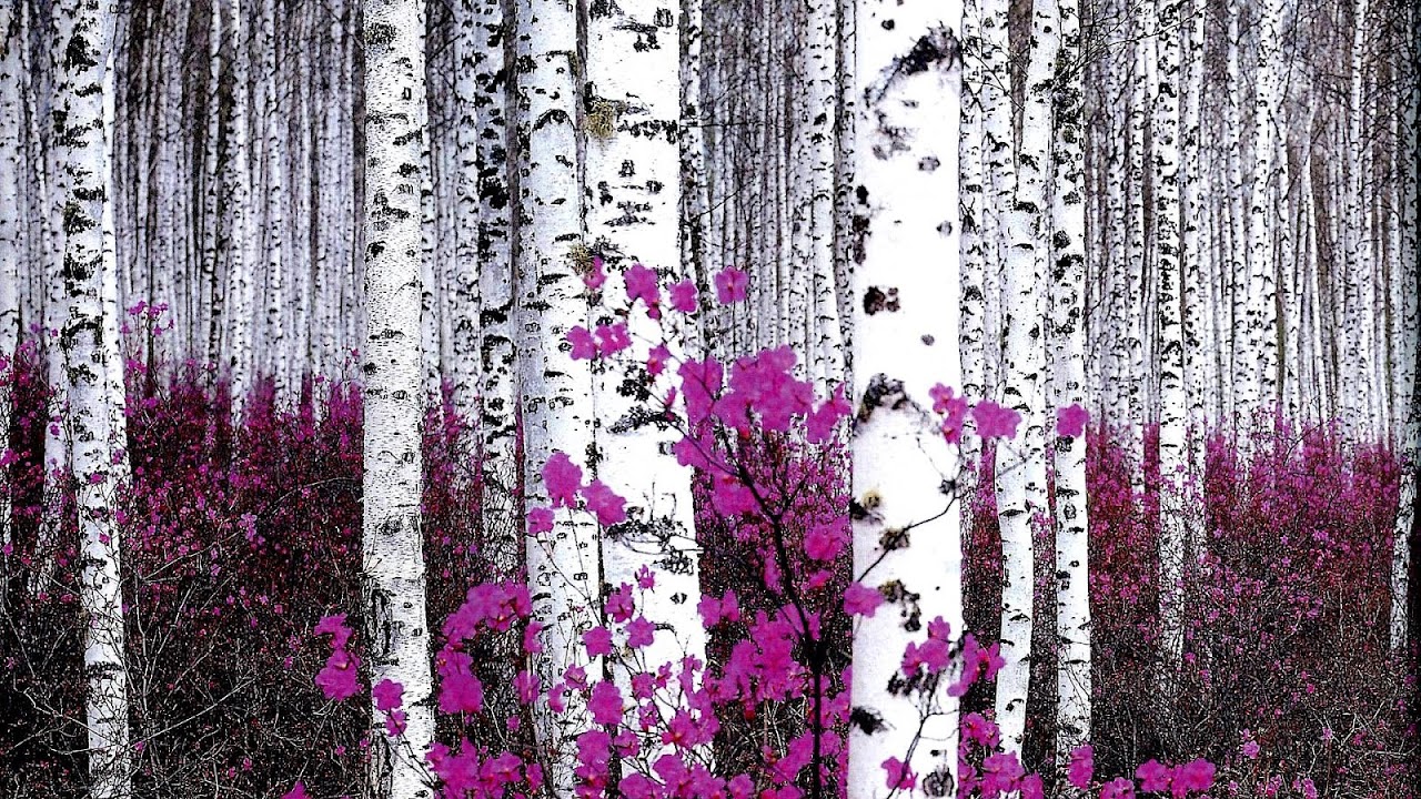 Birch - Purple Birch Tree