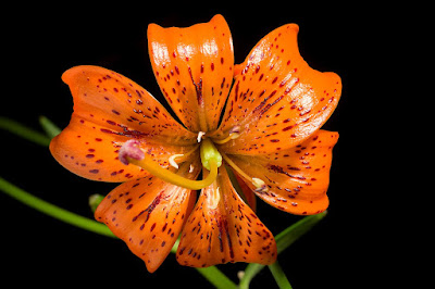 Лилия приятная (Lilium amabile)