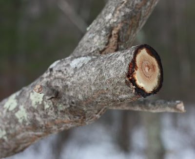 poison sumac pictures. what does poison sumac rash