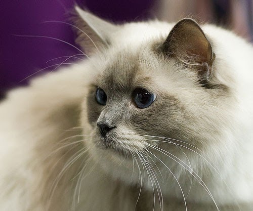 Best Pictures of Cats  and More Picture of Ragdoll  Cat  at 