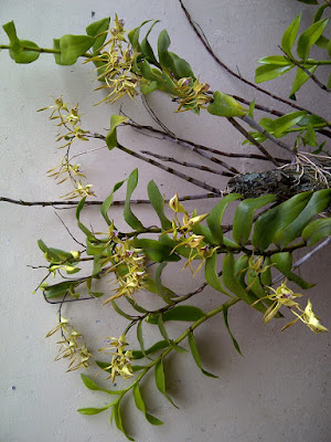 Dendrobium bicaudatum care and culture