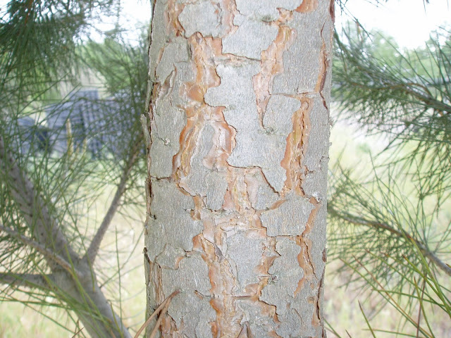 pino-piñonero-pinus-pinea