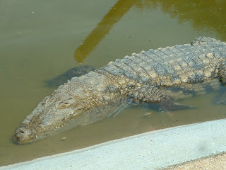 Crocodile dans l'eau de son bassin