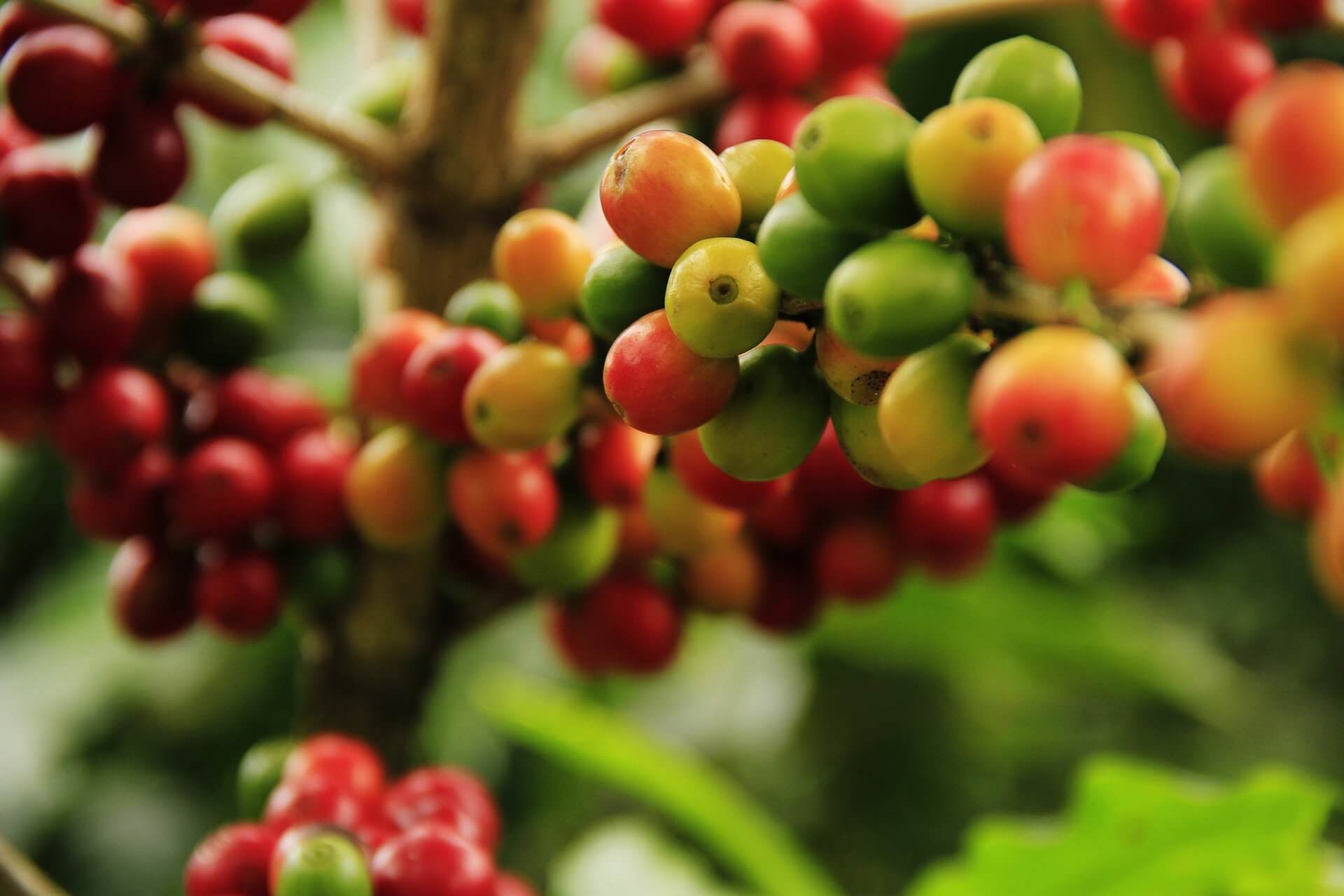 cuanto vive un árbol de café