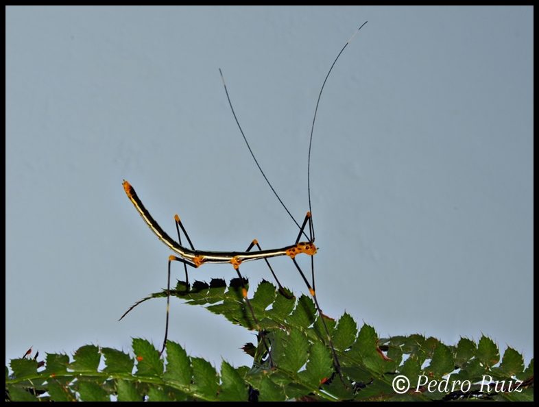 Ninfa hembra L4 de oreophoetes peruana, 4 cm de longitud