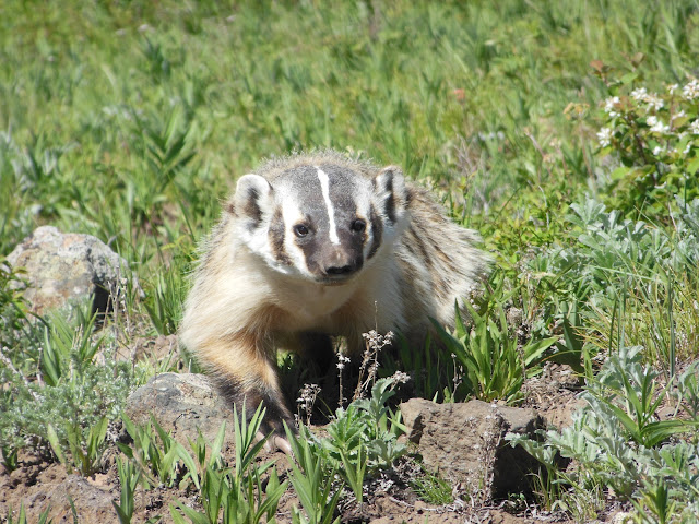 American Badger Yellowstone National Park Lamar Valley Hiking Trail