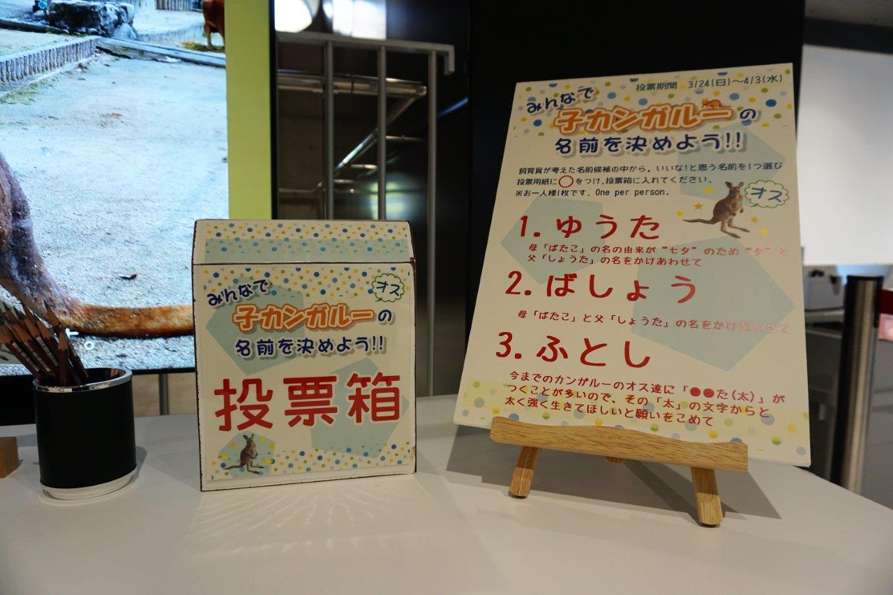 福岡市動物園ブログ 子カンガルーの名前について投票を開始しました