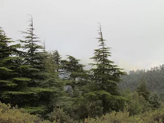 Atlasceder, Atlas cedar, cèdre de l'Atlas, Atlas-Zeder, atlaski cedar, Atlasz-cédrus, Cedro dell' Atlante, cedro-do-atlas, кедр атласский (kedr atlasskij), cedro del Atlas, 北非雪松 (bei fei xue song), الأرز الأطلسي