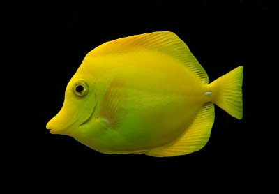Yellow Tang Fish Zebrasoma