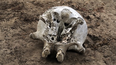 Elephant Skull