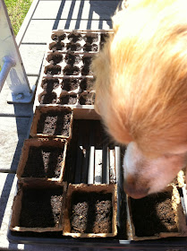 organic seed starting