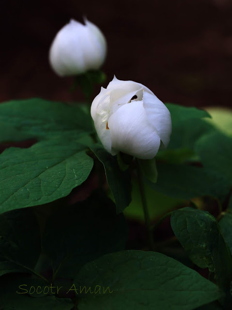 Paeonia japonica