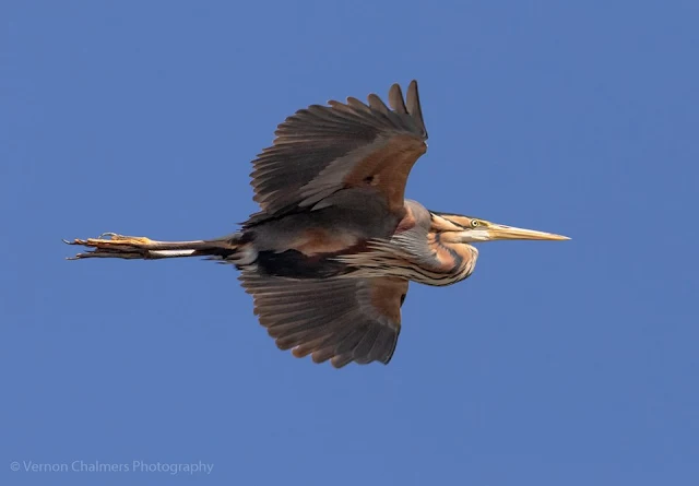 Purple Heron  in Flight over the Diep River Woodbridge Island