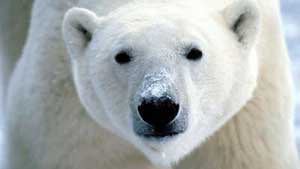 Beruang kutub, Rusia 