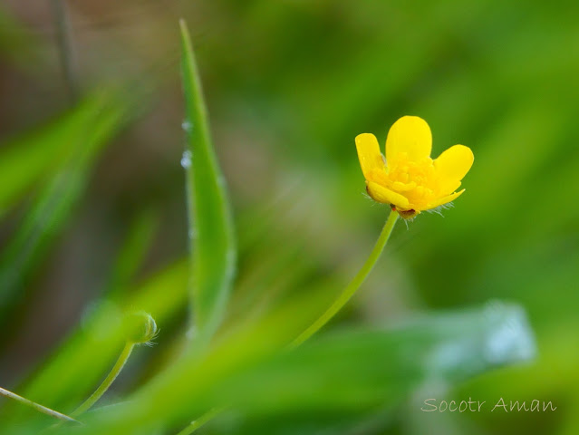 Ranunculus acris