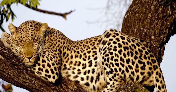 Macan Tutul Gosip Gambar Macan Tutul Gosip Gambar