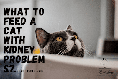 What to feed a cat with kidney problems?