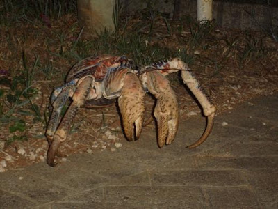 Ketam Kelapa