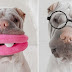 Paddington - The Cute Shar Pei Dog Who Loves Wearing Costumes