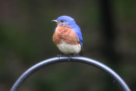 the bluebirds have returned, Happiness!