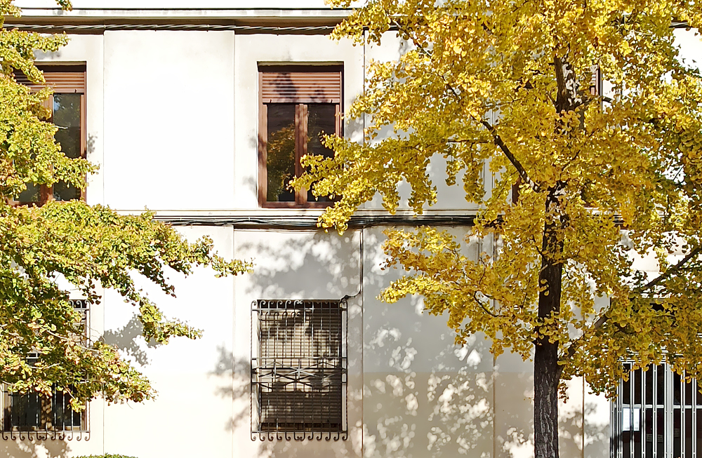 zaragoza otoño fotografía ginkgo