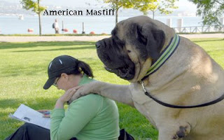 Information about American Mastiff dog