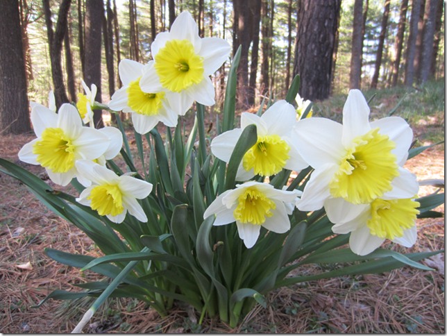 Daffodils_2013