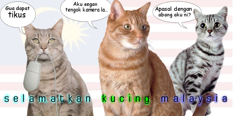24+ Kucing Di Malaysia, Ide Spesial!