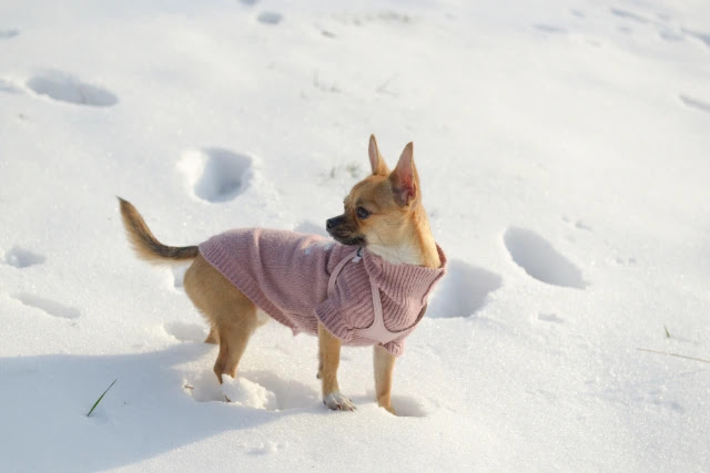 peut-on-emmener-un-chihuahua-a-la-neige-1