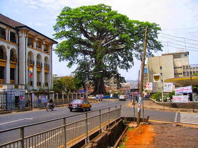 Cotton Tree' Si Ikon Kota Negara Sierra Leone